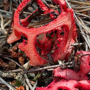 Red Cage Fungus