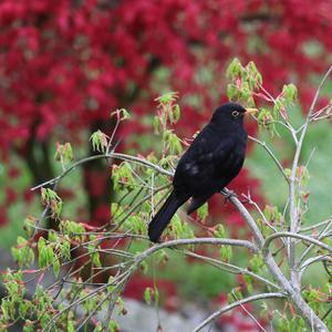 Amsel