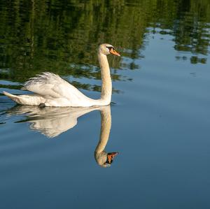 Mute Swan