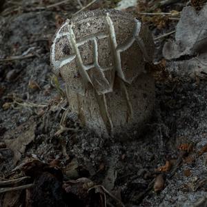 Summer Bolete