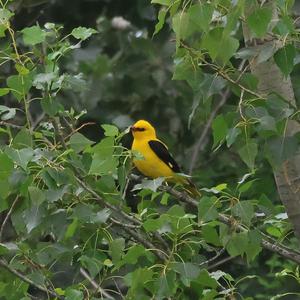 Eurasian Golden Oriole