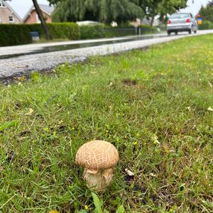 Summer Bolete