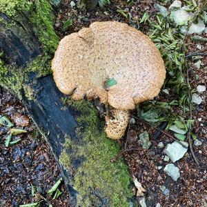 Unknown Species
