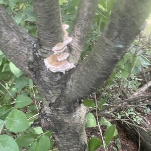 Unknown Species