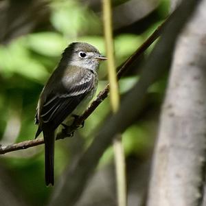 Least Flycatcher