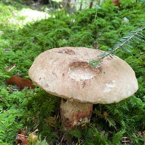 Scarlet-stemmed Bolete