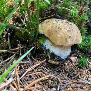 Summer Bolete