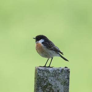 Europäisches Schwarzkehlchen