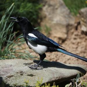 Black-billed Magpie
