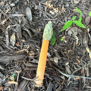 Dog Stinkhorn