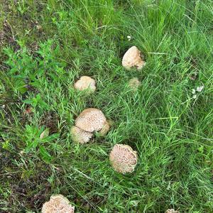 Summer Bolete