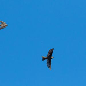 Sand Martin