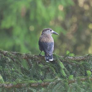 Spotted Nutcracker