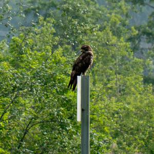 Common Buzzard