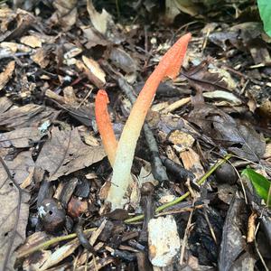 Unknown Species