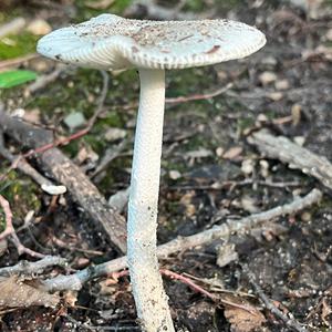 Grauer Scheidenstreifling