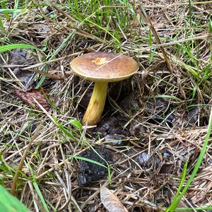 Xerocomus communis