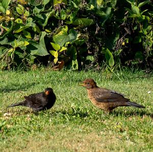 Eurasian Blackbird