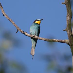 European Bee-eater