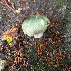 Gefelderter Grüntäubling