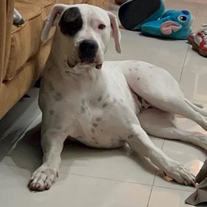Dogo Argentino