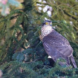 Eurasian Sparrowhawk