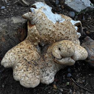 Lilafärbender Stacheling