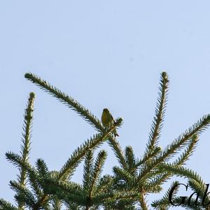 Unknown Species