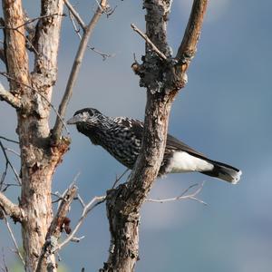 Spotted Nutcracker