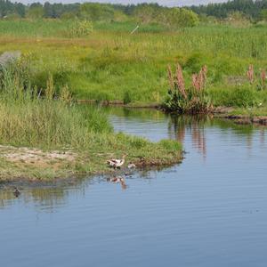 Eurasian Wigeon