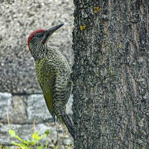 Eurasian Green Woodpecker