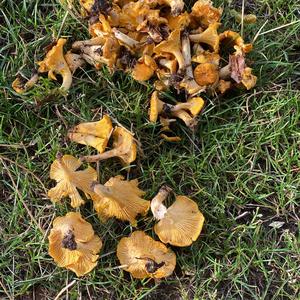 Chanterelle, Common