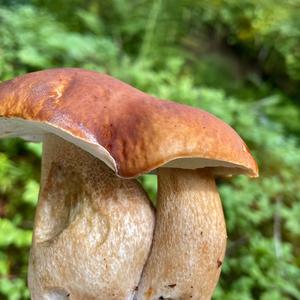 Summer Bolete