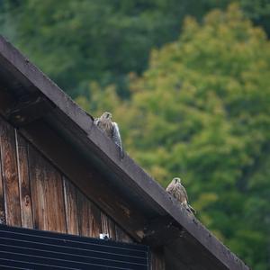 Common Kestrel
