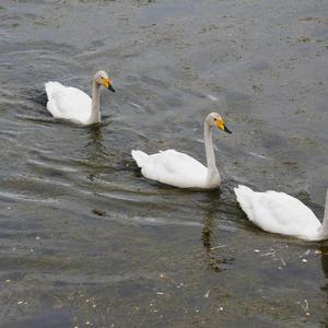 Whooper Swan