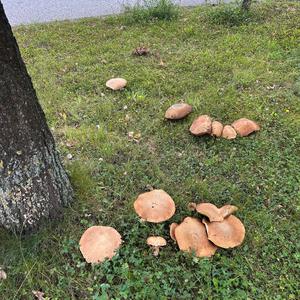 Summer Bolete