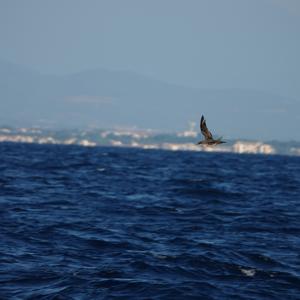 Balearic Shearwater