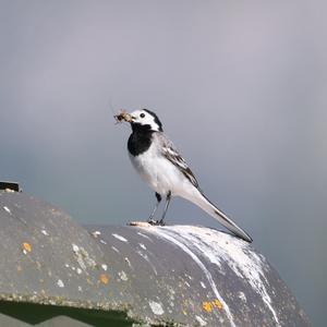 White Wagtail