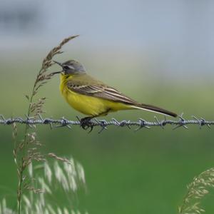 Yellow Wagtail