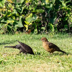 Eurasian Blackbird