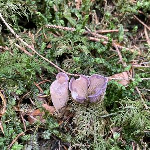 Pig`s Ear Gomphus