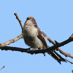 Long-tailed Tit