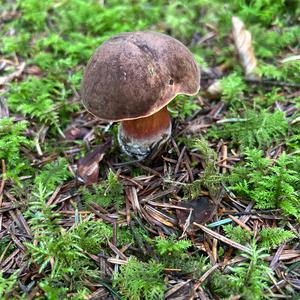 Flockenstieliger Hexenröhrling