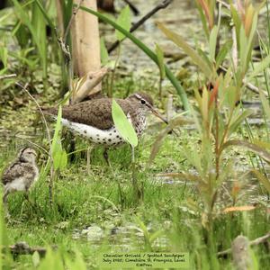 Spotted Sandpiper