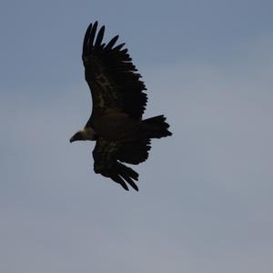 Griffon Vulture