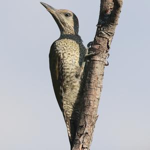 Eurasian Green Woodpecker