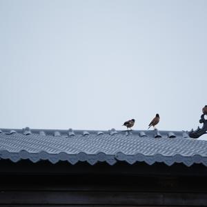 Common Myna