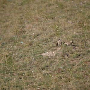 Isabellsteinschmätzer