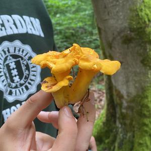Chanterelle, Common