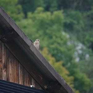 Common Kestrel